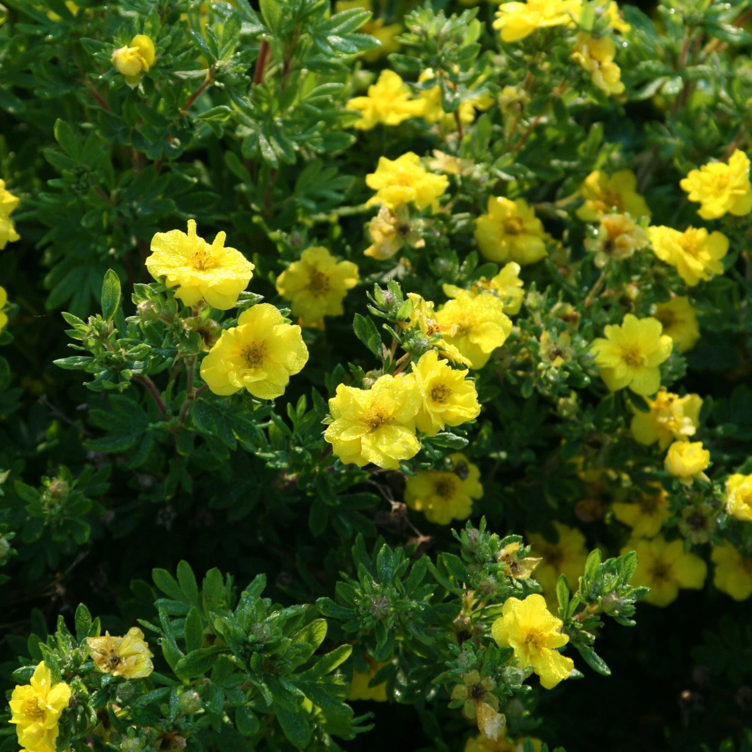 Fingerstrauch 'Citrus Tart®', Gelb, Höhe 20-25 Cm, Topf 5 Liter 4 Fingerstrauch 'Citrus Tart®', Gelb, Höhe 20-25 Cm, Topf 5 Liter – Bild 2