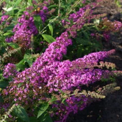 Duo-Schmetterlingsstrauch, Buddleja 'Reve De Papillion'®, Blau-pink, Topf 5 Lt. -Biohort Garten Geschaft 0410220177 BUDDLEJA davidii Reve de Papillon 3 pink Kordes 78181