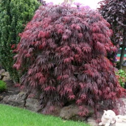 Roter Schlitzahorn 'Dissectum Garnet', Höhe 50 - 60 Cm, Topf 10 Liter -Biohort Garten Geschaft 0410300296 Acer palm Diss Garnet 025030040 19er Topf 1 86702