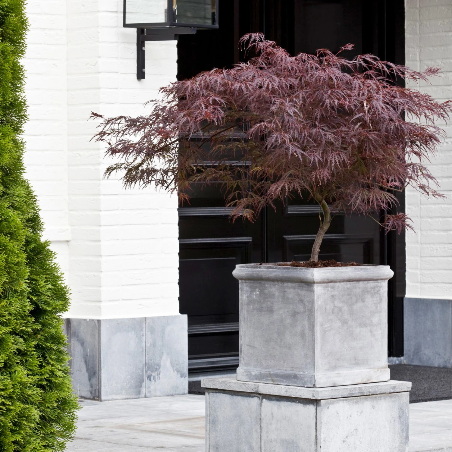 Roter Schlitzahorn 'Dissectum Garnet', Höhe 40 - 60 Cm, Topf 7,5 Liter 3 Roter Schlitzahorn 'Dissectum Garnet', Höhe 40 - 60 Cm, Topf 7,5 Liter