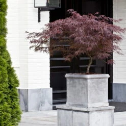 Roter Schlitzahorn 'Dissectum Garnet', Höhe 50 - 60 Cm, Topf 10 Liter -Biohort Garten Geschaft 0410300296 Acer palm Diss Garnet 025030040 19er Topf 2 86701