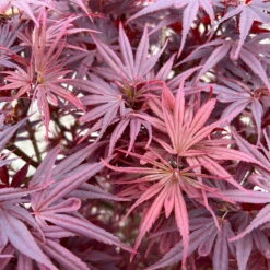 Japanischer Zwergahorn 'Shaina', Höhe 60 - 80 Cm, Topf 10 Liter -Biohort Garten Geschaft 0410300608 acer shaina 4 123984