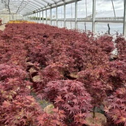 Japanischer Zwergahorn 'Shaina', Höhe 60 - 80 Cm, Topf 10 Liter -Biohort Garten Geschaft 0410300608 acer shaina 5 123983