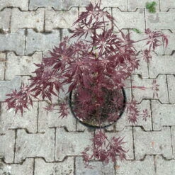 Roter Schlitzahorn 'Dissectum Garnet', Höhe 40 - 60 Cm, Topf 7,5 Liter 13 Roter Schlitzahorn 'Dissectum Garnet', Höhe 40 - 60 Cm, Topf 7,5 Liter -Biohort Garten Geschaft 0410300847 acer garnet 4 123987