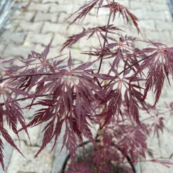 Roter Schlitzahorn 'Dissectum Garnet', Höhe 40 - 60 Cm, Topf 7,5 Liter 12 Roter Schlitzahorn 'Dissectum Garnet', Höhe 40 - 60 Cm, Topf 7,5 Liter -Biohort Garten Geschaft 0410300847 acer garnet 5 123986