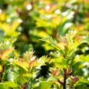 Ilex Meserveae 'Little Rascal'®, 20er-Set, Höhe 12-15 Cm, Topf 1,5 L 1 Ilex Meserveae 'Little Rascal'®, 20er-Set, Höhe 12-15 Cm, Topf 1,5 L -Biohort Garten Geschaft 0410450634 Ilex mes Little Rascal 20er Set 1 83937