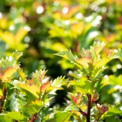 Ilex Meserveae 'Little Rascal'®, 20er-Set, Höhe 12-15 Cm, Topf 1,5 L