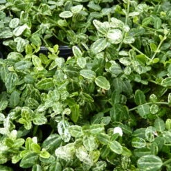 Euonymus Fortunei 'Silverstone®', Topf-Ø 9 Cm 9 Cm, 12er-Set