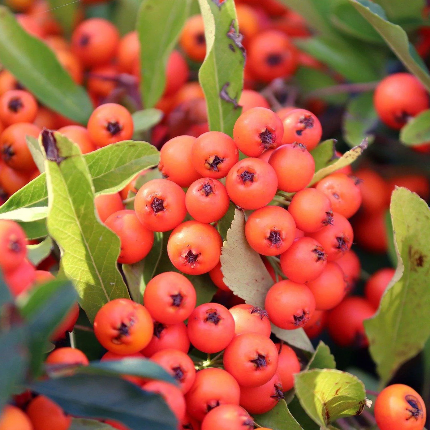 Feuerdorn, Pyracantha ' Red Column', ROT, 10er-Set, Höhe 40-60 Cm, Topf 2 L 3 Feuerdorn, Pyracantha ' Red Column', ROT, 10er-Set, Höhe 40-60 Cm, Topf 2 L