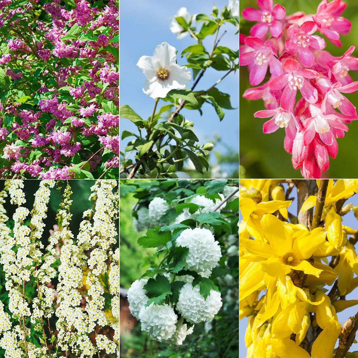 Blütenhecken-Klassiker, 20er-Set, Topf 7,5 Liter 3 Blütenhecken-Klassiker, 20er-Set, Topf 7,5 Liter