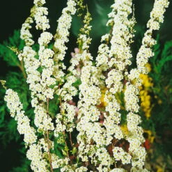 Blütenhecken-Klassiker, 20er-Set, Topf 7,5 Liter 13 Blütenhecken-Klassiker, 20er-Set, Topf 7,5 Liter -Biohort Garten Geschaft 0410870556 Bluetenhecke Klassiker 20er Set2 76468