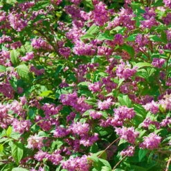 Blütenhecken-Klassiker, 20er-Set, Topf 7,5 Liter 15 Blütenhecken-Klassiker, 20er-Set, Topf 7,5 Liter -Biohort Garten Geschaft 0410870556 Bluetenhecke Klassiker 20er Set 76472