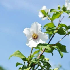 Blütenhecken-Klassiker, 20er-Set, Topf 7,5 Liter 16 Blütenhecken-Klassiker, 20er-Set, Topf 7,5 Liter -Biohort Garten Geschaft 0410870556 Philadelphu Belle Etoile 1 119686