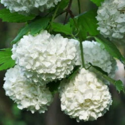 Blütenhecken-Klassiker, 20er-Set, Topf 7,5 Liter 17 Blütenhecken-Klassiker, 20er-Set, Topf 7,5 Liter -Biohort Garten Geschaft 0410870556 Viburnum opulus Roseum 1 119687