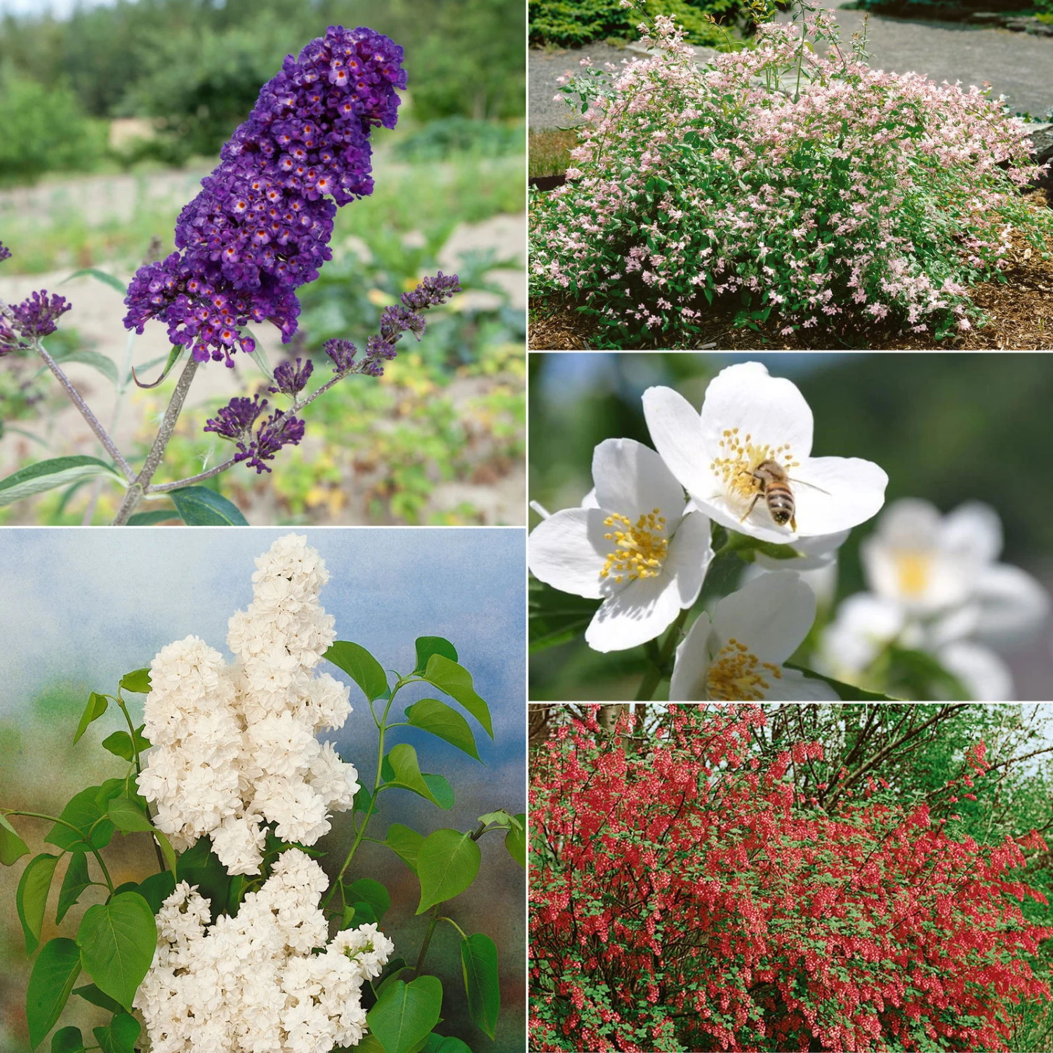 Dufthecke-Blütensträucher XL, 20er-Set, Höhe 80-100 Cm, Topf 12+20 Liter 3 Dufthecke-Blütensträucher XL, 20er-Set, Höhe 80-100 Cm, Topf 12+20 Liter