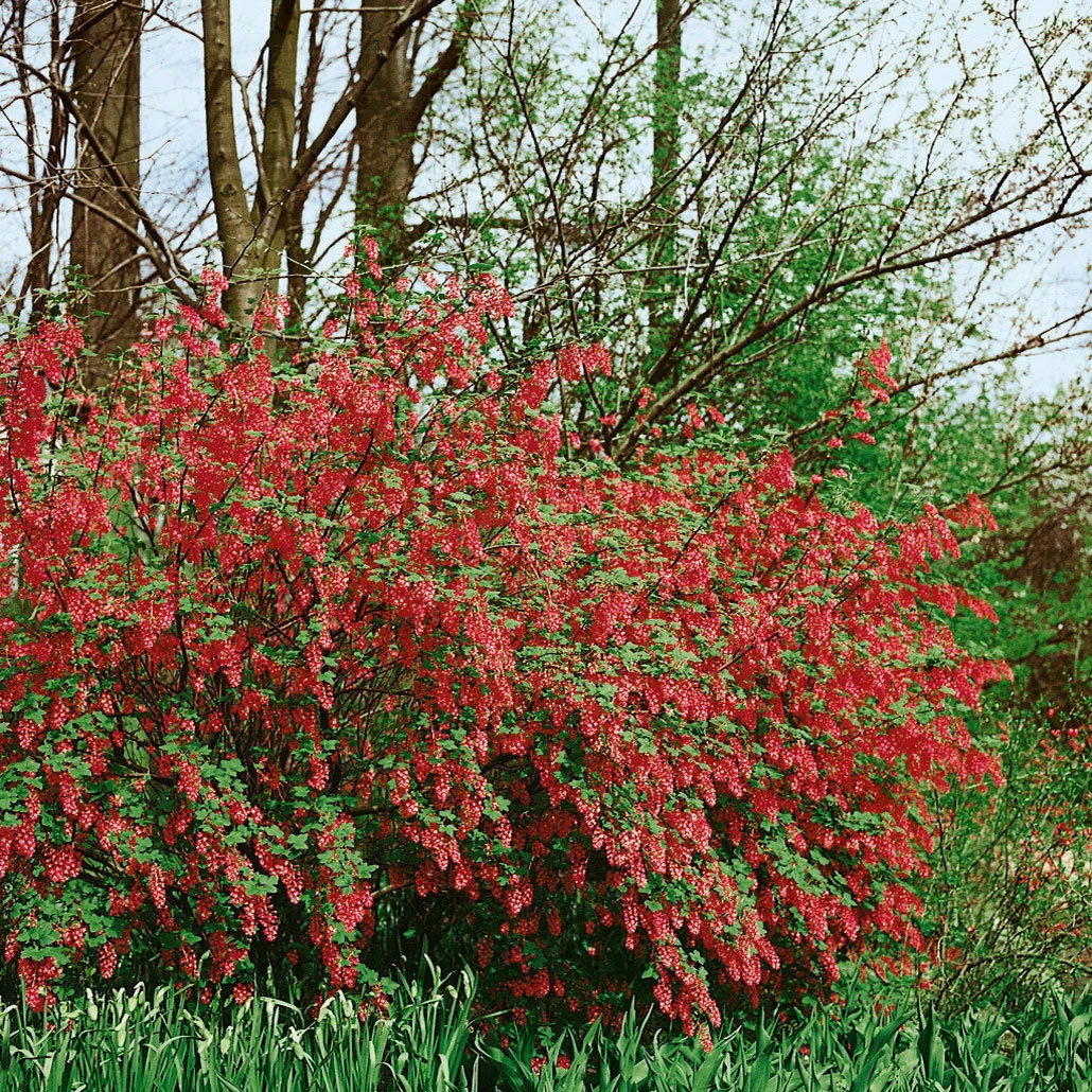 Dufthecke-Blütensträucher XL, 20er-Set, Höhe 80-100 Cm, Topf 12+20 Liter 4 Dufthecke-Blütensträucher XL, 20er-Set, Höhe 80-100 Cm, Topf 12+20 Liter – Bild 2