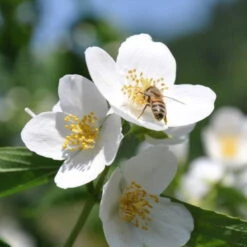 Dufthecke-Blütensträucher XL, 20er-Set, Höhe 80-100 Cm, Topf 12+20 Liter 12 Dufthecke-Blütensträucher XL, 20er-Set, Höhe 80-100 Cm, Topf 12+20 Liter -Biohort Garten Geschaft 0410870557 Dufthecke Solitaer 20er Set 3 124844