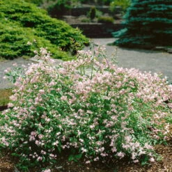 Dufthecke-Blütensträucher XL, 20er-Set, Höhe 80-100 Cm, Topf 12+20 Liter 13 Dufthecke-Blütensträucher XL, 20er-Set, Höhe 80-100 Cm, Topf 12+20 Liter -Biohort Garten Geschaft 0410870557 Dufthecke Solitaer 20er Set 4 124845