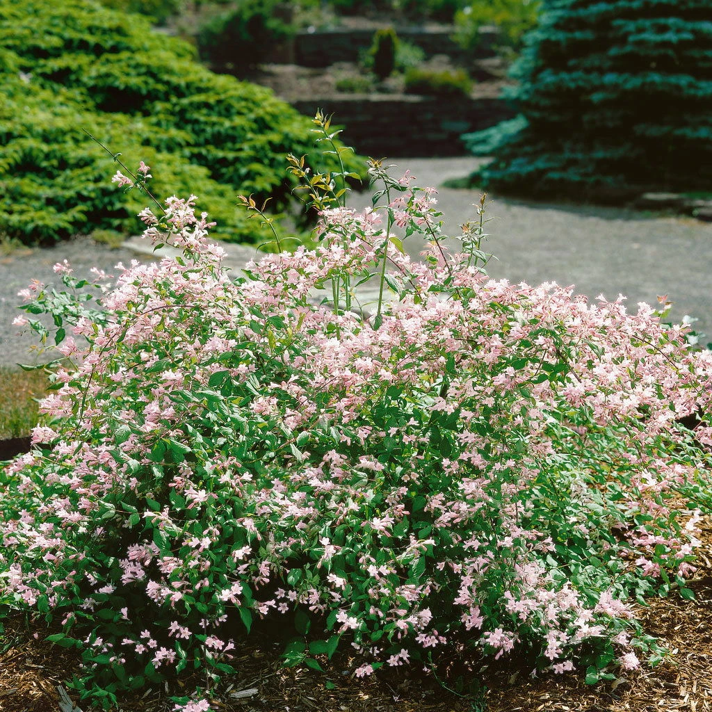 Dufthecke-Blütensträucher XL, 20er-Set, Höhe 80-100 Cm, Topf 12+20 Liter 6 Dufthecke-Blütensträucher XL, 20er-Set, Höhe 80-100 Cm, Topf 12+20 Liter – Bild 4