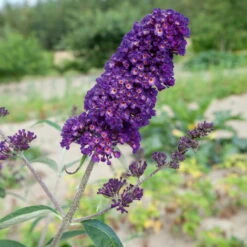 Dufthecke-Blütensträucher XL, 20er-Set, Höhe 80-100 Cm, Topf 12+20 Liter 14 Dufthecke-Blütensträucher XL, 20er-Set, Höhe 80-100 Cm, Topf 12+20 Liter -Biohort Garten Geschaft 0410870557 Dufthecke Solitaer 20er Set 5 124846