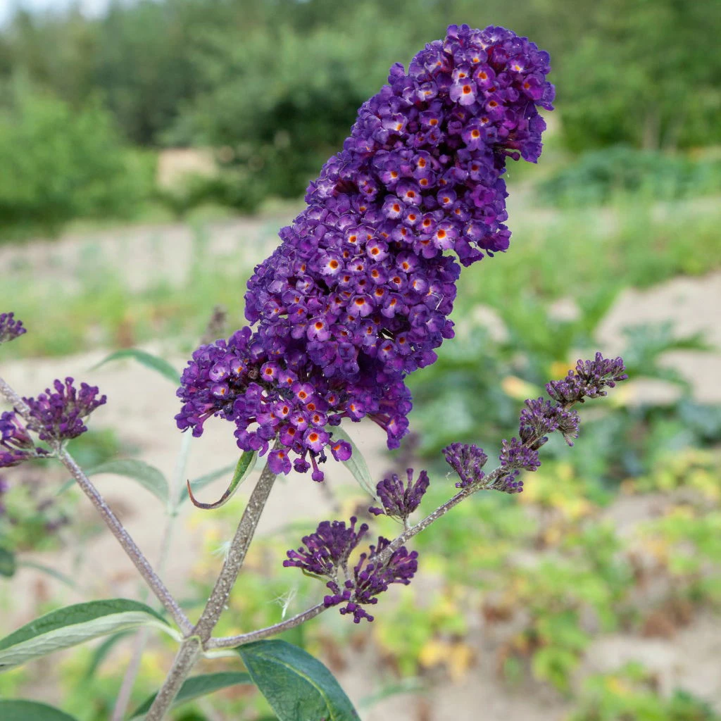 Dufthecke-Blütensträucher XL, 20er-Set, Höhe 80-100 Cm, Topf 12+20 Liter 7 Dufthecke-Blütensträucher XL, 20er-Set, Höhe 80-100 Cm, Topf 12+20 Liter – Bild 5