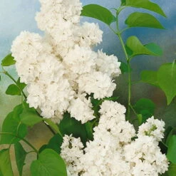 Dufthecke-Blütensträucher XL, 20er-Set, Höhe 80-100 Cm, Topf 12+20 Liter 15 Dufthecke-Blütensträucher XL, 20er-Set, Höhe 80-100 Cm, Topf 12+20 Liter -Biohort Garten Geschaft 0410870557 Dufthecke Solitaer 20er Set 6 124847