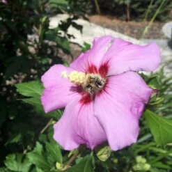 Garten-Hibiskus 'Russian Violet®', Violett, Höhe 40-60 Cm, Topf 5 Liter -Biohort Garten Geschaft 0410900286 Koelle Hibiscus Russian Violet 116391