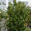 Kirschlorbeer 'Greentorch'cov., 25er-Set, Höhe 60-80 Cm, Topf Je 7 Liter -Biohort Garten Geschaft 0410950494 Prunus laur Greentorch 060 080 Co 7lt WEB 39485