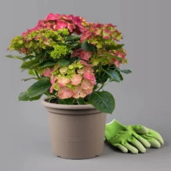 Kölle Gartenhortensie Ball Rot, 4/5 Liter Topf -Biohort Garten Geschaft 0415100309 hydrangea mac ball rot 1 125077