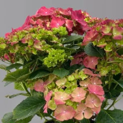 Kölle Gartenhortensie Ball Rot, 4/5 Liter Topf -Biohort Garten Geschaft 0415100309 hydrangea mac ball rot 125076
