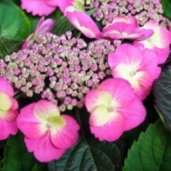 Tellerhortensie Flair & Flavours(R) 'Cotton Candy®', 3er-Set, Rosa, Topf 5 Liter -Biohort Garten Geschaft 0415100823 Hydrangea mac Cotton Candy 3er Set 1 109095