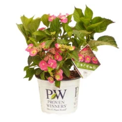 Tellerhortensie Flair & Flavours(R) 'Cotton Candy®', 3er-Set, Rosa, Topf 5 Liter -Biohort Garten Geschaft 0415100823 Hydrangea mac Cotton Candy 3er Set 2 109216