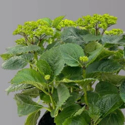 Öfterblühende Gartenhortensie Forever&Ever® Rot, 5 Liter Topf -Biohort Garten Geschaft 0415200044 hydrangea forecver ever rot 3 125100