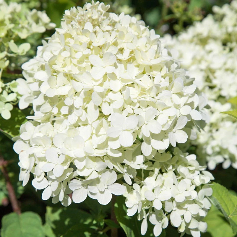 Rispenhortensie 'Limelight'Ⓢ 30/40 Cm, Im 5 L Topf