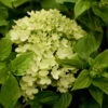 Zwerg-Rispenhortensie, Hydrangea Paniculata 'Little Lime'®, 3er-Set, Topf 5 L -Biohort Garten Geschaft 0415300161 Hydrangea pan Little Lime 78190