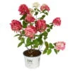 Rispenhortensie 'Fire Light'®, Rot, 3er-Set, Höhe 40-60 Cm, Topf 5 Liter -Biohort Garten Geschaft 0415300402 Hydrangea pan Fire Light 3er Set Proven Winners 107687