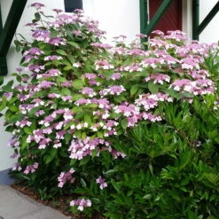 Japanische Berg-Hortensien 'Blue Deckle' & 'Blue Bird', 2er-Set, Topf 4 Liter 11 Japanische Berg-Hortensien 'Blue Deckle' & 'Blue Bird', 2er-Set, Topf 4 Liter -Biohort Garten Geschaft 0415500167 Hydrangea serrata Blue Deckle Blue Bird 2 104398