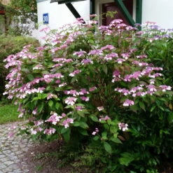 Japanische Berg-Hortensien 'Blue Deckle' & 'Blue Bird', 2er-Set, Topf 4 Liter 12 Japanische Berg-Hortensien 'Blue Deckle' & 'Blue Bird', 2er-Set, Topf 4 Liter -Biohort Garten Geschaft 0415500167 Hydrangea serrata Blue Deckle Blue Bird 3 104399