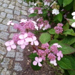 Japanische Berg-Hortensien 'Blue Deckle' & 'Blue Bird', 2er-Set, Topf 4 Liter 13 Japanische Berg-Hortensien 'Blue Deckle' & 'Blue Bird', 2er-Set, Topf 4 Liter -Biohort Garten Geschaft 0415500167 Hydrangea serrata Blue Deckle Blue Bird 4 104400