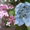 Japanische Berg-Hortensien 'Blue Deckle' & 'Blue Bird', 2er-Set, Topf 4 Liter -Biohort Garten Geschaft 0415500167 Hydrangea serrata Blue Deckle Blue Bird 104396