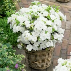 Japanische Azaleen, 3er-Set, Topf Je 5 Liter 10 Japanische Azaleen, 3er-Set, Topf Je 5 Liter -Biohort Garten Geschaft 0420100475 Kollektion Azalea japonica 2 1 60508