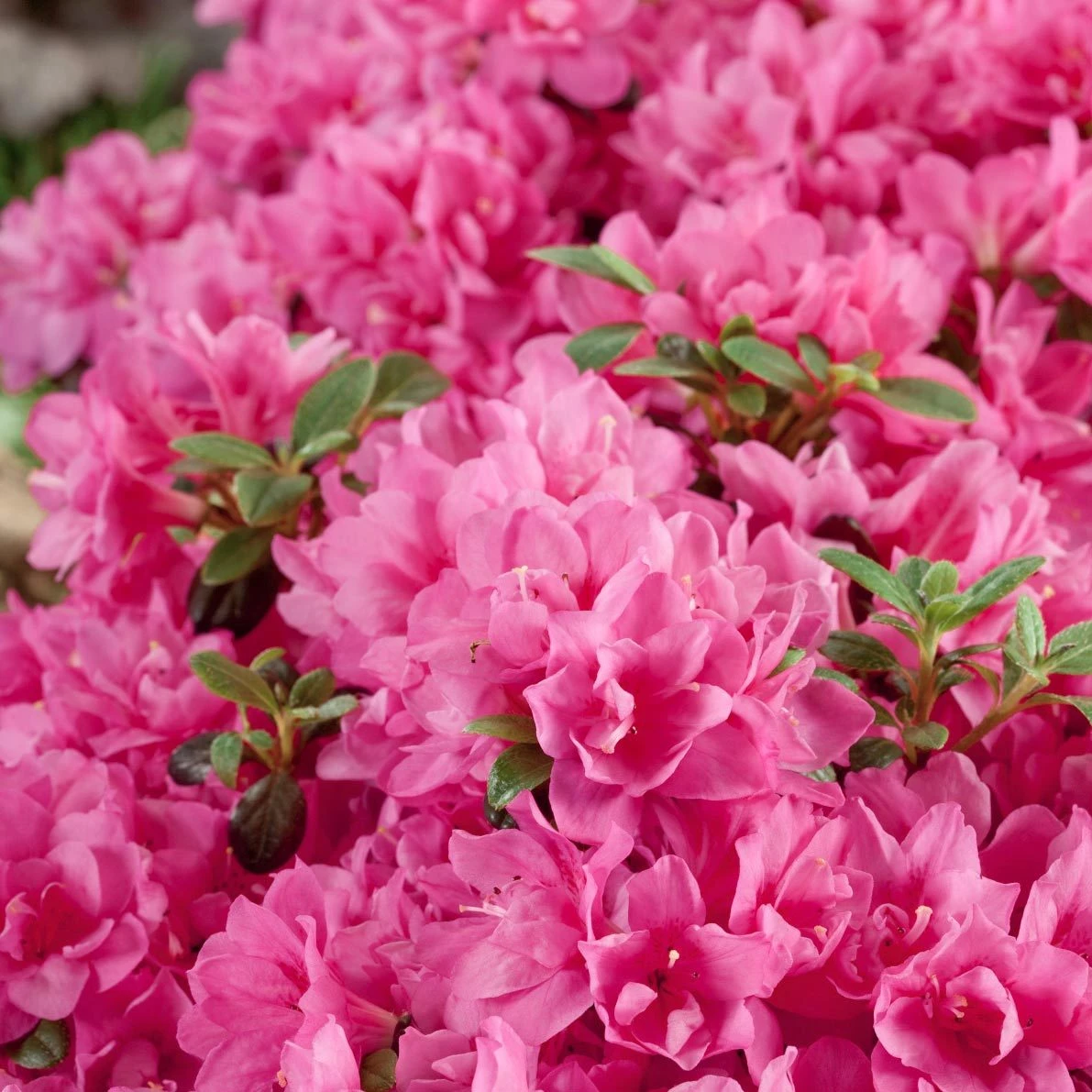 Japanische Azaleen, 3er-Set, Topf Je 5 Liter 4 Japanische Azaleen, 3er-Set, Topf Je 5 Liter – Bild 2