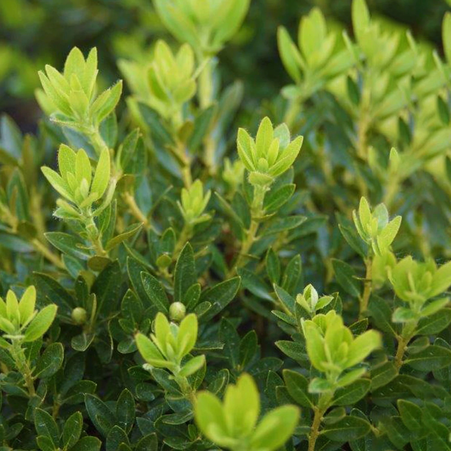 Rhododendron 'Bloombux'® Pink, 6er-Set, Höhe 20-25 Cm, Topf 2 Liter 7 Rhododendron 'Bloombux'® Pink, 6er-Set, Höhe 20-25 Cm, Topf 2 Liter – Bild 5