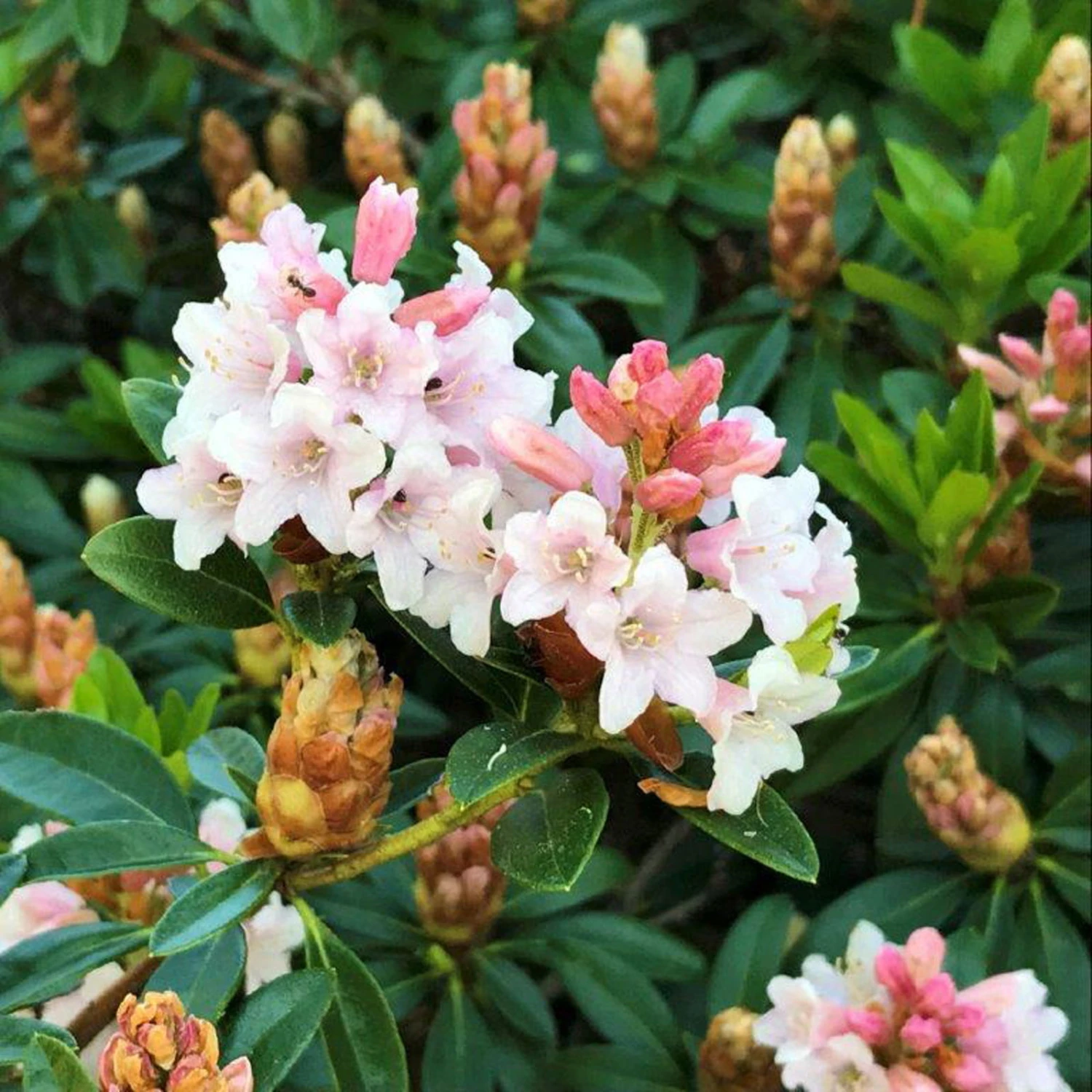 Rhododendron 'Bloombux'® Pink, 6er-Set, Höhe 20-25 Cm, Topf 2 Liter 4 Rhododendron 'Bloombux'® Pink, 6er-Set, Höhe 20-25 Cm, Topf 2 Liter – Bild 2