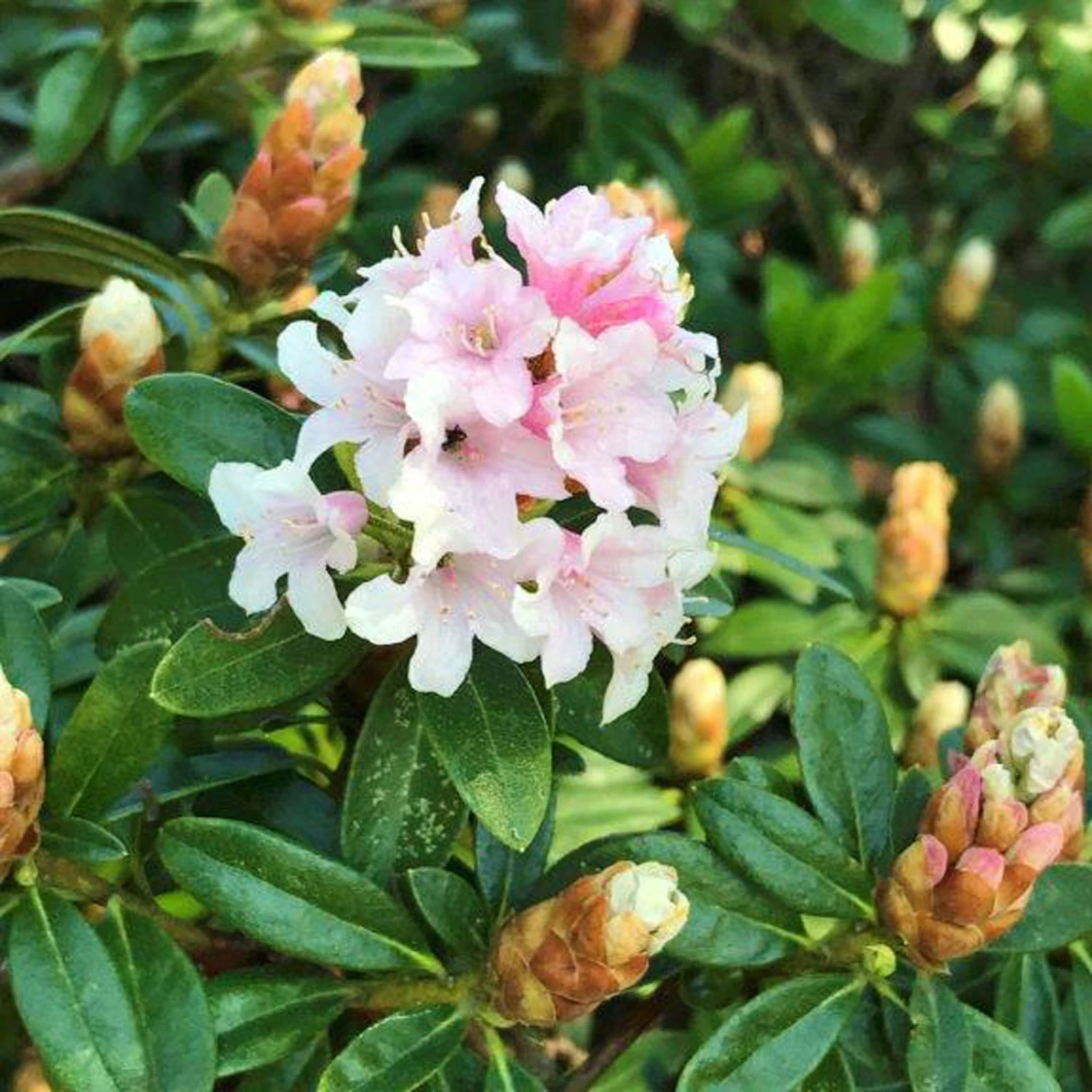 Rhododendron 'Bloombux'® Pink, 6er-Set, Höhe 20-25 Cm, Topf 2 Liter 5 Rhododendron 'Bloombux'® Pink, 6er-Set, Höhe 20-25 Cm, Topf 2 Liter – Bild 3