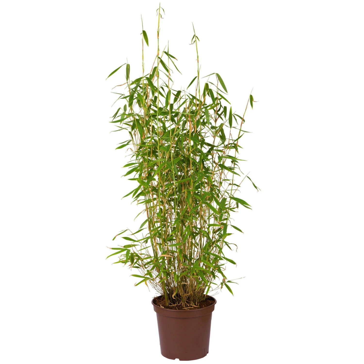 Bambus-Hecken-Set Fargesia 'Jumbo', 15er-Set, Höhe 80-100 Cm, Topf 10 Liter 4 Bambus-Hecken-Set Fargesia 'Jumbo', 15er-Set, Höhe 80-100 Cm, Topf 10 Liter – Bild 2