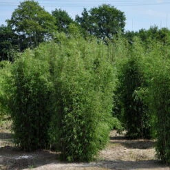 15er-Set Bambus-Hecken-Set Fargesia 'Jiuzhaigou 1', Höhe 80-100 Cm, Im 7,5 Liter Topf -Biohort Garten Geschaft 0425100161 Bambus Kollektion Jiuhaigou 80 100 7 5l Topf 02 48724 1