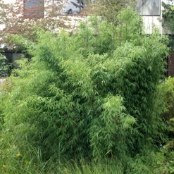 15er-Set Bambus-Hecken-Set Fargesia 'Jiuzhaigou 1', Höhe 80-100 Cm, Im 7,5 Liter Topf