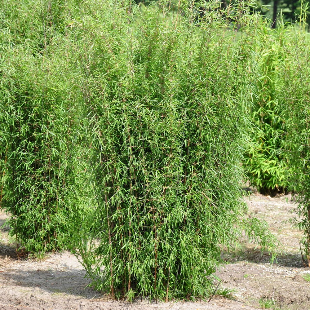 20er-Set Bambus-Hecken-Set Fargesia "Jiuzhaigou 1", Höhe 80-100 Cm, Im 7,5 Liter Topf 4 20er-Set Bambus-Hecken-Set Fargesia "Jiuzhaigou 1", Höhe 80-100 Cm, Im 7,5 Liter Topf – Bild 2