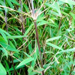 Schwarzer Gartenbambus 'Black Pearl', 10er-Set, Höhe 80-100, Topf 10 Liter